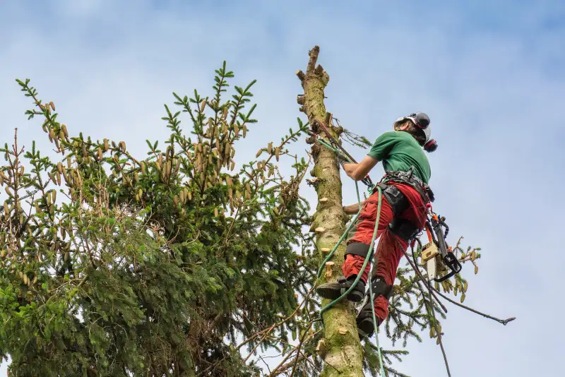Boomklimmer kapt een boom met klimuitrusting en kettingzaag