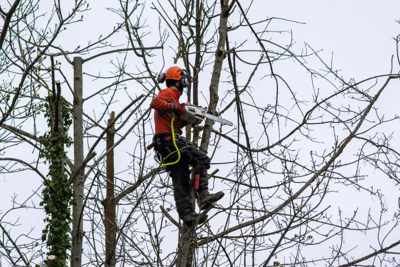 Boomverzorger snoeit takken met een kettingzaag hoog in een boom